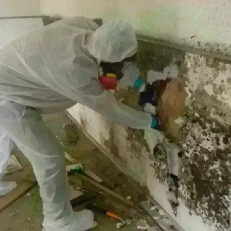 Mold Remediation and Removal in Livermore, KY